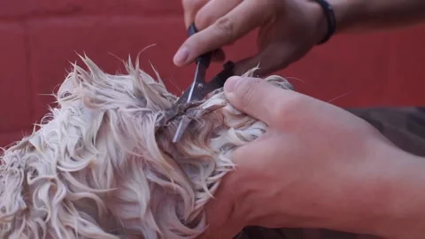 Hand with scissor cutting eye lizard from dog Stock Footage 136615033