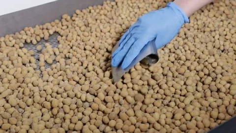 Hand with a scoop moves peanuts for drying in spices, putting with Scoop Stock Footage 118976302