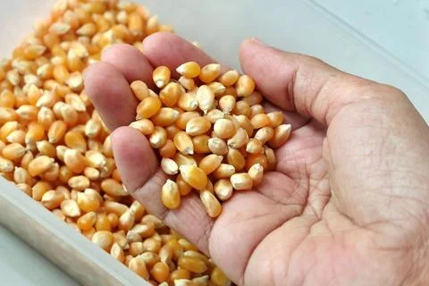 Hand scooping Raw Popcorn Kernels for Popping Stock Photos