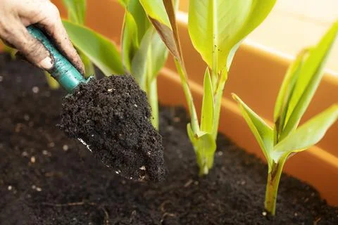 Hand scooping soil into a flower pot Stock Photos