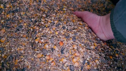 Hand scoops grain mixture for feeding chickens, close-up Stock Footage 323373402