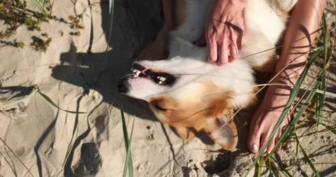 Hand Scratching and Caress Gently corgi dog Stock Footage 310932228