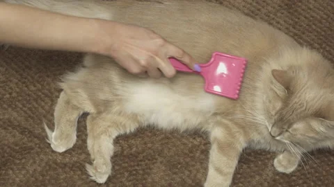 Hand scratching the fur on cat using brush Stock Footage 152031054