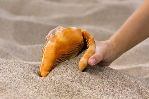 Hand with sea shell in the beach Stock Photos