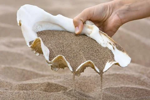 Hand with seashell tridacna on the beach Stock Photos