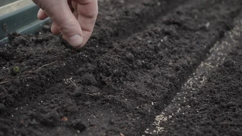 Hand seeding seeds in the garden Stock Footage 280345677