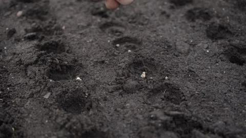 Hand seeding seeds in the garden Vídeo Stock 280345678