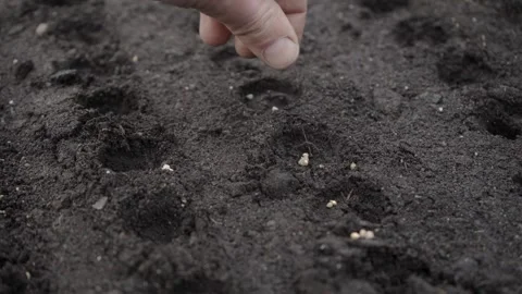 Hand seeding seeds in the garden Stock Footage 280345717