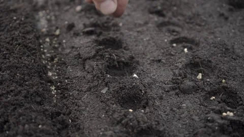 Hand seeding seeds in the garden Stock Footage 280345718