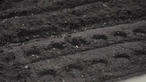 Hand seeding seeds in the garden Stock Footage 280345865
