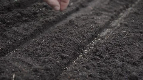Hand seeding seeds in the garden Stock Footage 280345877