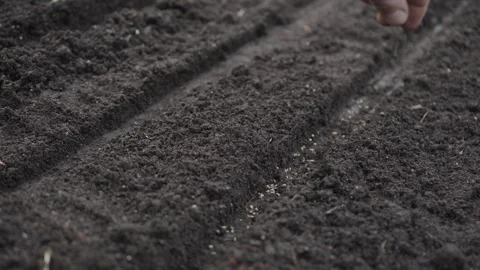 Hand seeding seeds in the garden Stock Footage 280346058