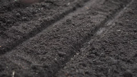 Hand seeding seeds in the garden Stock Footage 280346107