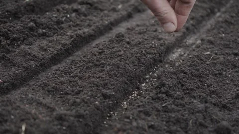 Hand seeding seeds in the garden Stock Footage 280346122