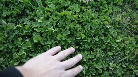 Hand seeks a Four Leaf Clover Video stock 102261578