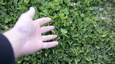 Hand seeks a Four Leaf Clover Stock Footage 102261704