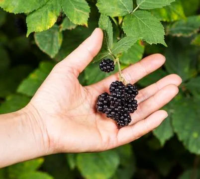 Hand selected blackberries Stock Photos