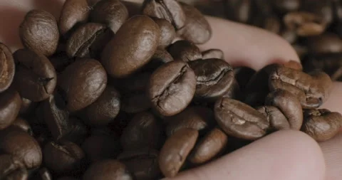 Hand selecting coffee beans Видео 232255875