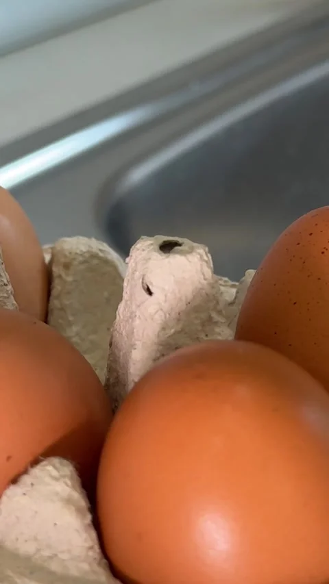 Hand selecting eggs hand selecting fresh brown eggs from a yellow plastic crate Stock Footage 327563350