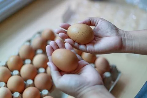 Hand Selecting Fresh Chicken Eggs from Egg Cartons Stock Photos