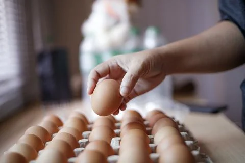 Hand Selecting Fresh Chicken Eggs from Egg Cartons Stock Photos