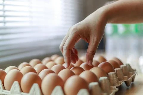 Hand Selecting Fresh Chicken Eggs from Egg Cartons Stock Photos