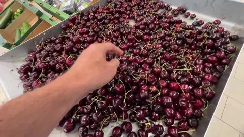 Hand Selecting Fresh Dark Red Cherries Stock Footage 342498531