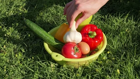 Hand selecting fresh organic vegetables and egg from colander on green grass Stock Footage 337067016