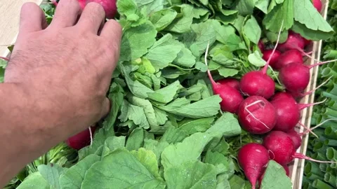 Hand Selecting Fresh Red Radishes With Green Leaves Stock Footage 342498356