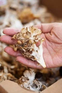 Hand Selecting Maitake Mushroom From Box of Mushrooms Stock Photos