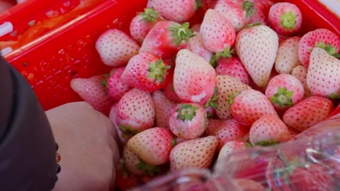 Hand Selecting Pale Strawberries from Basin — Seasonal Fruit Interaction Stock Footage 312585219