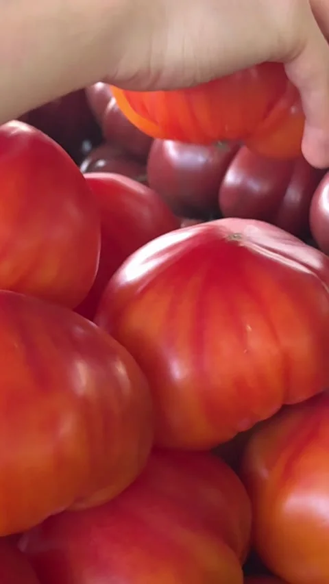 Hand selecting ripe orange tomatoes at local market among red tomatoes with Stock Footage 345722921