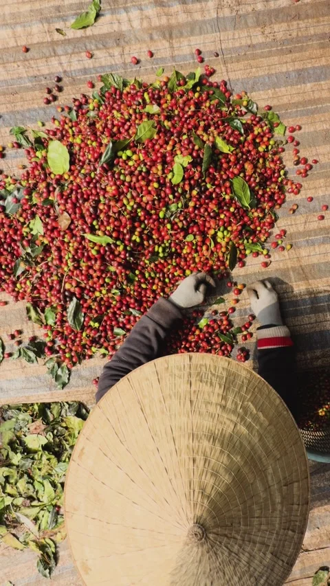 Hand Selection and Quality Control of Coffee Harvest Видео 328624689