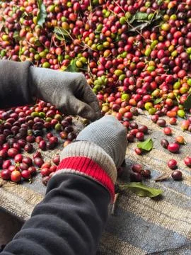 Hand Selection and Quality Control of Coffee Harvest Stock Photos