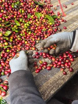 Hand Selection and Quality Control of Coffee Harvest Stock Photos
