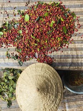 Hand Selection and Quality Control of Coffee Harvest 스톡 사진
