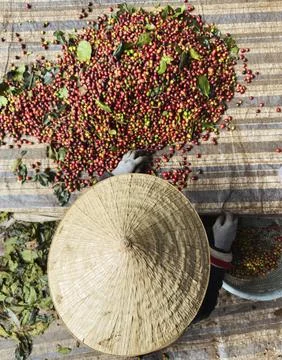Hand Selection and Quality Control of Coffee Harvest Stock Photos