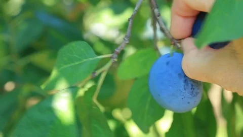 The hand selects and rips the ripe plums. Stock-Footage 79029793