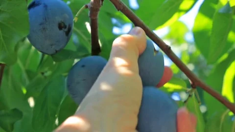 The hand selects and rips the ripe plums. Stock Footage 79033145