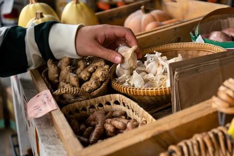 Hand selects fresh garlic bulb at a farmers market, autumn harvest. Stock Photos