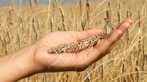 Hand separating the wheat from the chaff Stock Footage 8572171