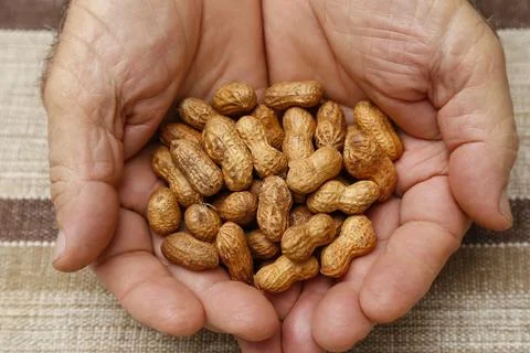 Hand with several peanuts in shell - food leguminous plant Stock Photos