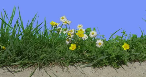 Hand Shadow Upon Buttercups Chamomiles Field Grass Wild Flowers on Blue Screen Stock Footage 61788613