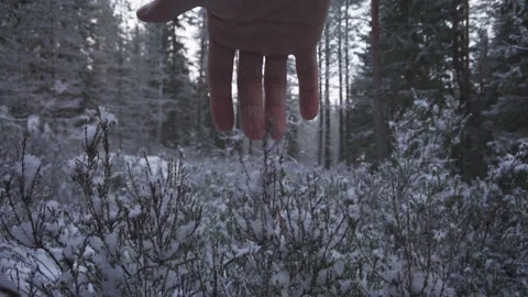Hand shakes off the first snow from a plant in the forest Stock Footage 165924308