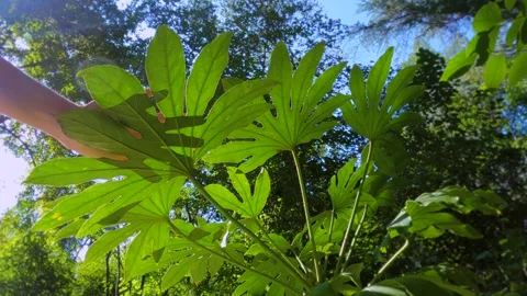 Hand Shape on Plants Video stock 250027771