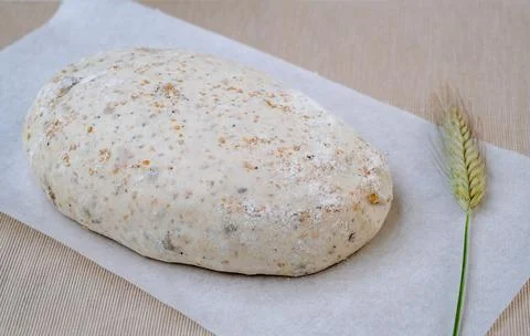 Hand shaped loaf of proofed bread, rustic style, artisan sourdough bread Stock Photos