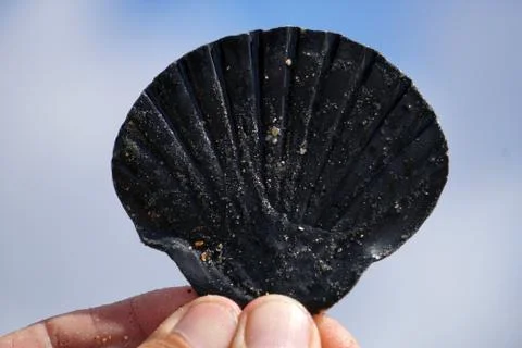 Hand with a shell like in the sky background Stock Photos