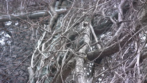 Hand shot tree branches and leaves Stock Footage 221023530