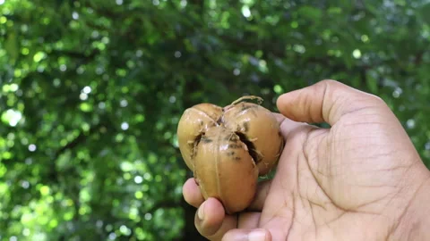 A hand showcasing a rubber seed shell, highlighting its unique structure. Stock Footage 279749589