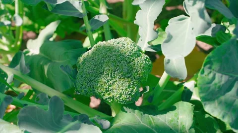 Hand showing broccoli growing in a vegetable garden on a sunny day Stock Footage 313171364